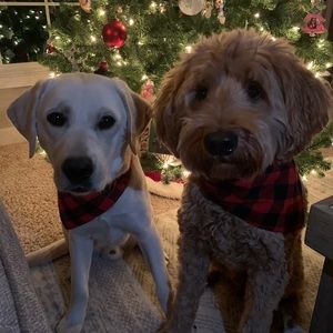 Meet your Posher, Maggie